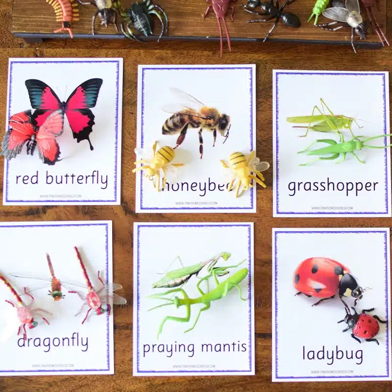 Preschool Lesson plan Bugs and insects