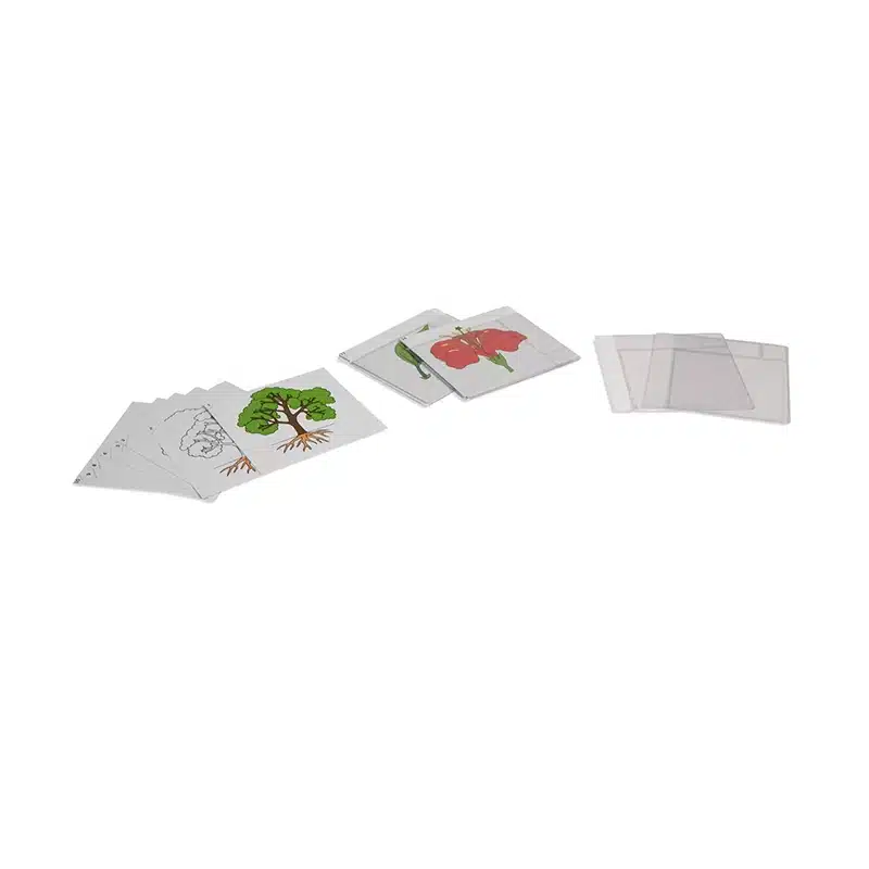 First Set Of Botany Cards