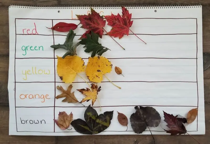 Leaf Hunt and Classification