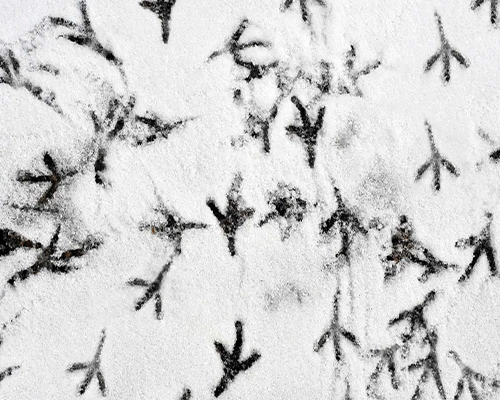 Winter Animal Tracks in Snow